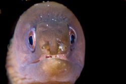 Tiny eel peeking out. by Kristin Anderson 